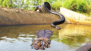 ビッグキャットパワフルは巨大なアナコンダ野生動物攻撃の餌食になる
