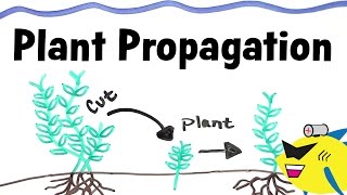 How To Propagate Aquarium Plants