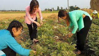 Thu hoạch Củ Cải Trắng làm từ thiện vừa vui vừa buồn | Thôn Nữ Miền Tây