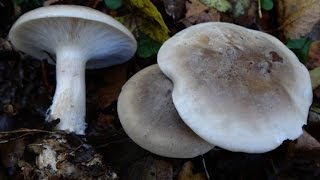 ?Копия видео "Грибы рядовки в глухом лесу.Телеши."