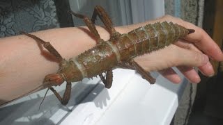 Насекомые на руках