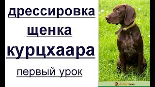 Дрессировка щенка курцхаара - первый урок