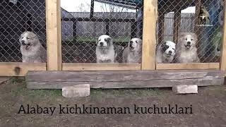 Zotdor itlar kichkina kuchuklar | Зотдор итлар кичкина кучуклар