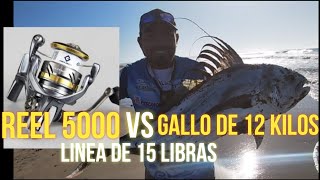 GRAN PESCA // GALLO