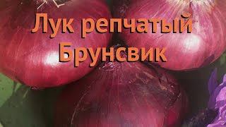 Лук репчатый Брунсвик (brunsvik brunsvik) ? лук Брунсвик обзор: как сажать семена лука Брунсвик