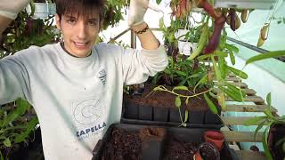 Carniplant-Plantas carnivoras-El caos en el invernadero tropical