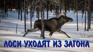 Охота на лося. Лоси которые ушли...