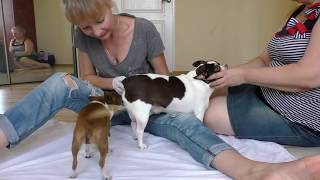 Really funny Dog mating, Laugh with two girls, Girl love Dog
