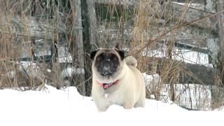 Puppy Love: Guide to Pugs ~ Pug Care 101