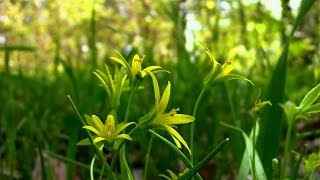 Весна в санатории пос. Васильево