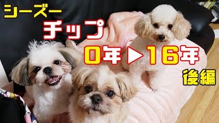 チップの16年がおさらいできる動画【シーズー】後編