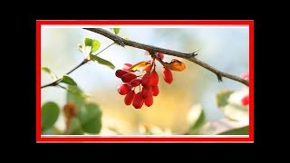 Le supplément ultime? La berberine s’attaque au diabète, à l’obésité et même au cancer.