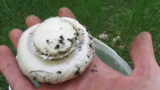 Шампиньоны весной! Сбор грибов!