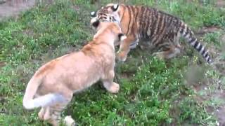 TIGER vs LION  Real Fight video
