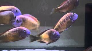 Tropheus Moorii Red Rainbow Kasanga F0