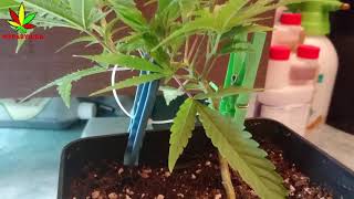 Как пригибать марихуану коноплю LST ??? Пригиб, увеличение урожая