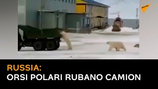 Russia: orsi polari rubano camion