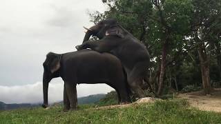 Elephants mating / Elefantes cruzando
