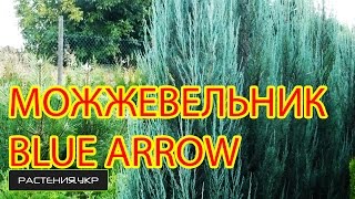 Можжевельник скальный Блу Эрро (арроу) / Можжевельник посадка и уход / хвойные растения