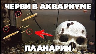 Черви в аквариуме / планарии — что это ? и как с этим бороться