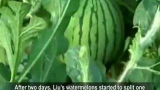 Watermelon Explosion Reveals China Food Safety  西瓜爆炸 炸出食品安全危机 (W/ Eng Sub)