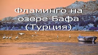 Фламинго на озере Бафа (Турция) - YouTube