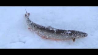 Рыбалка на Кольском .  Зимняя рыбалка .