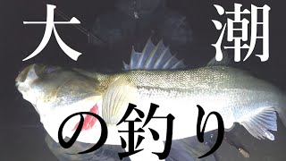 冬の大潮周り。潮位とベイトを見極め数を釣る！【シーバス】【釣り】
