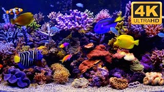 ***** THE BEST 4K Aquarium Video *****