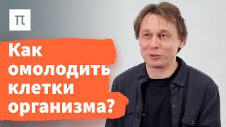 Увеличение продолжительности жизни — Вадим Гладышев 