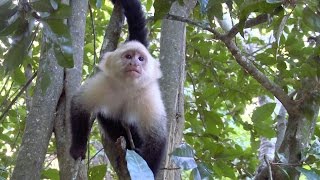 Gumbalimba Park, West Bay, Roatan