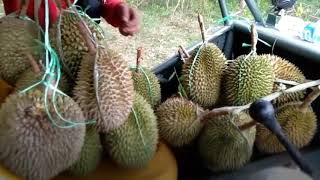 Wisata Durian WOC
(Guest: Crew Puskesmas Kamarang Cirebon)