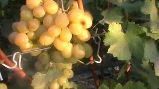 Сорт винограда Спонсор - сезон 2015