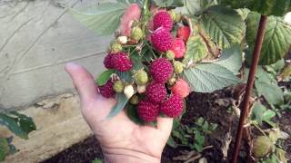Малина в октябре! 17 октября 2016 года. - Raspberries in October! October 17, 2016.