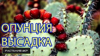 Кактус опунция / Как правильно пересадить кактус?