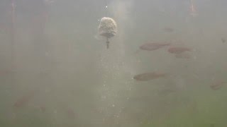 Растворение технопланктона. Технопланктон своими руками на толстолоба