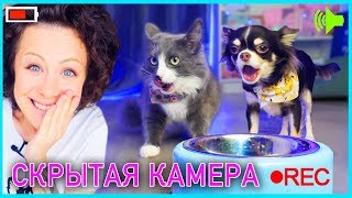 ЭКСПЕРИМЕНТ ЧУЖАЯ МИСКА СОБАКА и КОШКА охраняют еду через iPhone | Magic Family