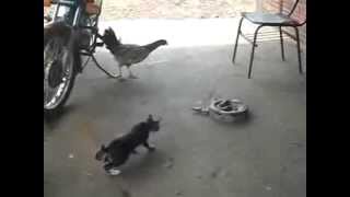 Gato vs culebra que risa tremenda vale