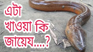 এটা খাওয়া কি জায়েয....?  kucia kawa ki jayej....?