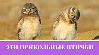 Эти прикольные птички. Попробуй не засмеяться