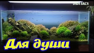Красивые аквариумы для релакса и успокоения нервной системы!