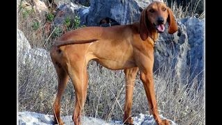 ΒΑΣΙΛΗΣ ΤΣΕΝΤΕΛΙΕΡΟΣ