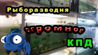 Рыборазводня с огромным КПД