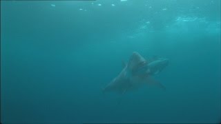 REAL MEGALODON SHARK CAUGHT ON CAMERA?! (EVIDENCE 2014)