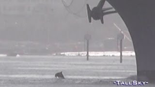US Navy: Dolphins Swimming with USS Ronald Reagan Aircraft Carrier, San Diego