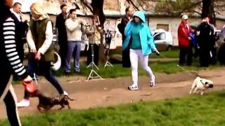 Выставка. Парад участников. Джек Рассел терьер.