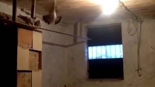 БОЙНЫЕ ГОЛУБИ ТАКЛА (Лев Горбунов , Тольятти, Россия. 89270230832)