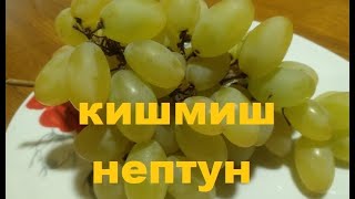 20 января: состояние винограда Нептун (США)