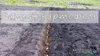 Ранний картофель