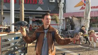 Израиль, Тель Авив - голуби. Israel, Tel Aviv 2016